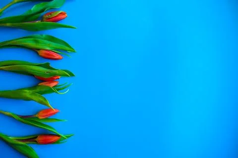 Red tulips border on blue background with copy space Stock Photos