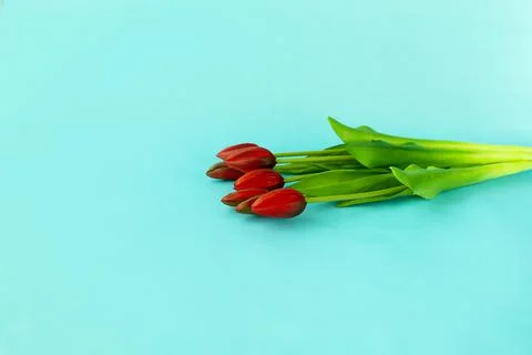 Red tulips in a bouquet on a blue solid background Stock Photos