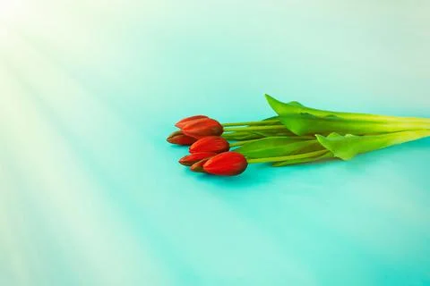 Red tulips in a bouquet on a blue solid background 스톡 사진