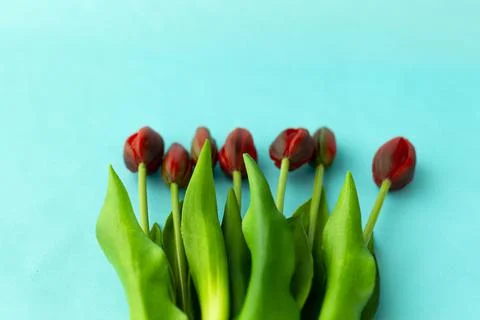 Red tulips in a bouquet on a blue solid background 写真素材