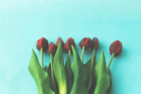 Red tulips in a bouquet on a blue solid background 스톡 사진