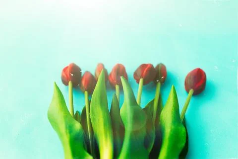 Red tulips in a bouquet on a blue solid background Stock Photos