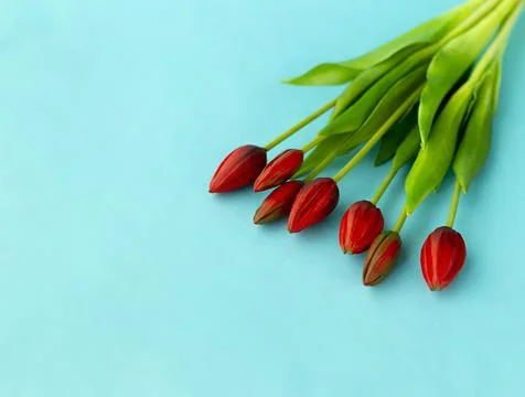 Red tulips in a bouquet on a blue solid background 写真素材