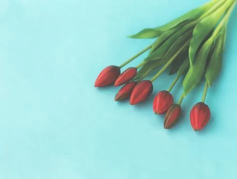Red tulips in a bouquet on a blue solid background Stock Photos