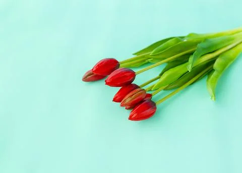 Red tulips in a bouquet on a blue solid background Stock Photos