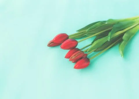 Red tulips in a bouquet on a blue solid background Stock Photos
