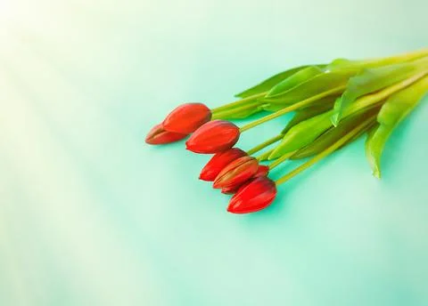 Red tulips in a bouquet on a blue solid background Stock Photos