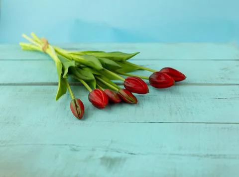 Red tulips in a bouquet on a blue solid background 스톡 사진
