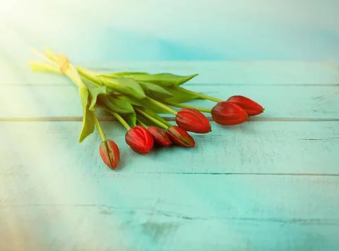 Red tulips in a bouquet on a blue solid background Stock Photos