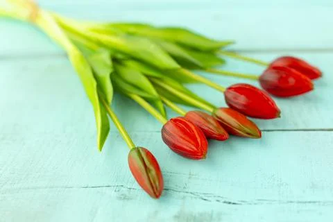Red tulips in a bouquet on a blue solid background Stock Photos
