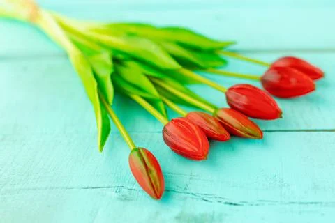 Red tulips in a bouquet on a blue solid background Stock Photos
