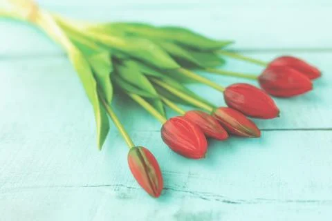 Red tulips in a bouquet on a blue solid background 写真素材