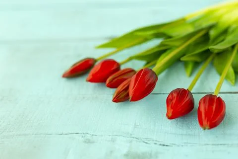 Red tulips in a bouquet on a blue solid background Stock Photos