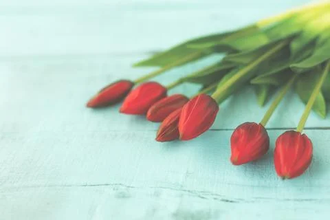 Red tulips in a bouquet on a blue solid background 스톡 사진