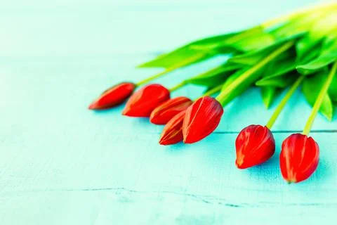 Red tulips in a bouquet on a blue solid background 스톡 사진