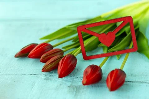 Red tulips in a bouquet on a blue solid background Stock Photos