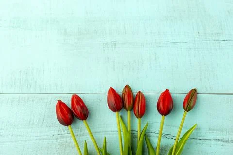 Red tulips in a bouquet on a blue solid background Stock Photos