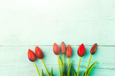 Red tulips in a bouquet on a blue solid background Stock Photos