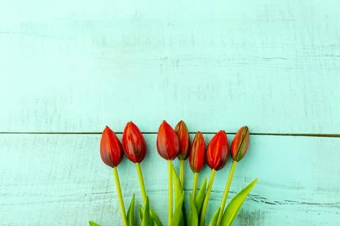 Red tulips in a bouquet on a blue solid background Stock Photos