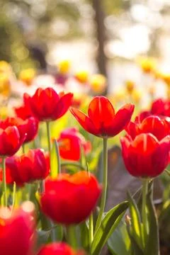 Red tulips with Bouquet Stock Photos