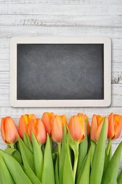 Red tulips with chalkboard Stock Photos