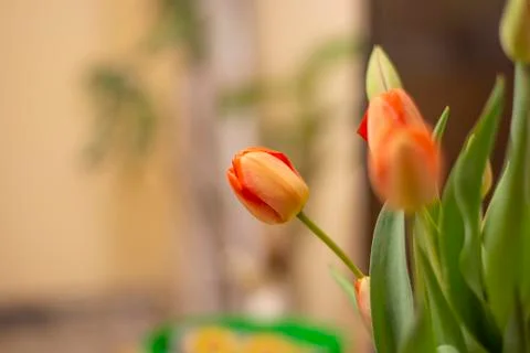 Red tulips close up 1 Stock Photos