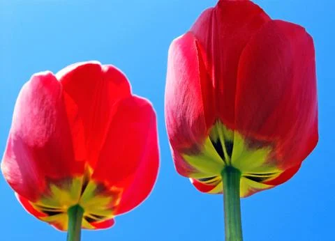 Red tulips close-up. copy spaces. soft focus Foto stock