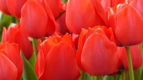 Red tulips close-up Stock Footage 74079255
