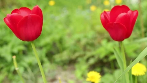 Red tulips close to on green background Stock Footage 75966251