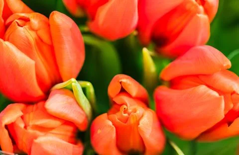 Red tulips, close-up Stock Photos