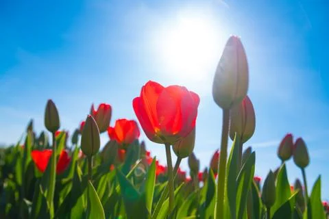 Red tulips close-up Foto stock