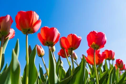 Red tulips close-up Stock Photos