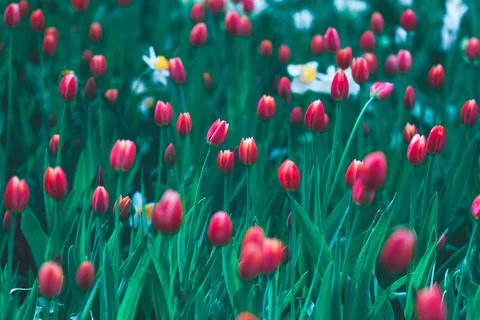 Red tulips close-up Foto stock