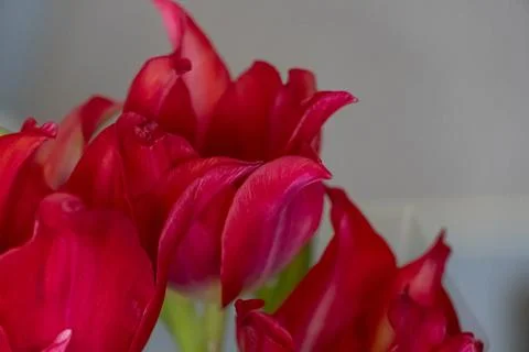 Red Tulips Close Up on Soft Background Stock Photos