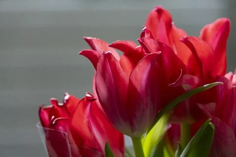 Red Tulips Close Up on Soft Background Stock Photos
