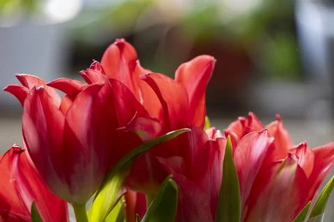 Red Tulips Close Up on Soft Background Stock Photos