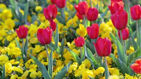 Red Tulips Close-Up in Soft Light. Spring Floral Background. Stock Footage 336493329