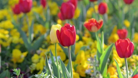 Red Tulips Close-Up in Soft Light. Spring Floral Background. Stock Footage 336493340