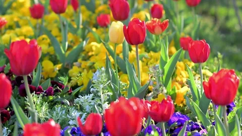 Red Tulips Close-Up in Soft Light. Spring Floral Background. Stock Footage 336493552