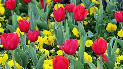 Red Tulips Close-Up in Soft Light. Spring Floral Background. Stock Footage 336531522