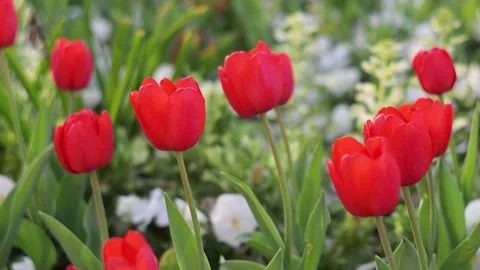 Red Tulips Close-Up in Soft Light. Spring Floral Background. Stock Footage 336637972