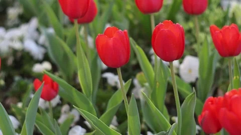 Red Tulips Close-Up in Soft Light. Spring Floral Background. Stock Footage 336638034
