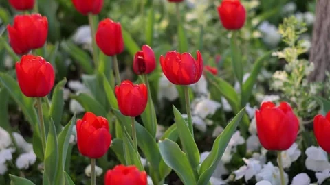 Red Tulips Close-Up in Soft Light. Spring Floral Background. Stock Footage 336708450