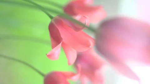 Red tulips close-up, vertical video frame 9:16 Video stock 129781234