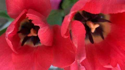 Red tulips closeup Stock Footage 108790550