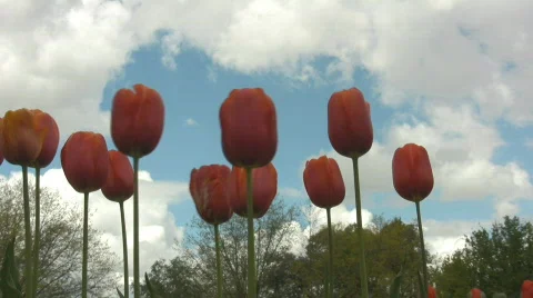 Red tulips with cloudy sky in the background Video stock 544990