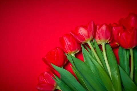 Red tulips on a colored background Stock Photos