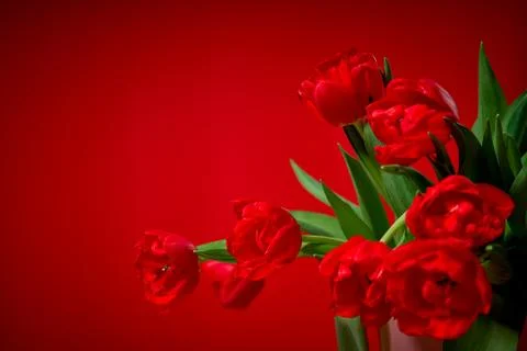 Red tulips on a colored background Stock Photos