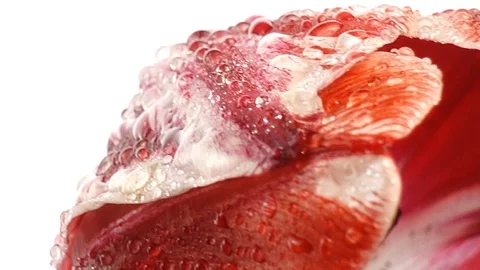 Red tulips with dew drops Stock Footage 107889450