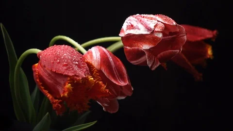 Red tulips with dew drops Video stock 107889542